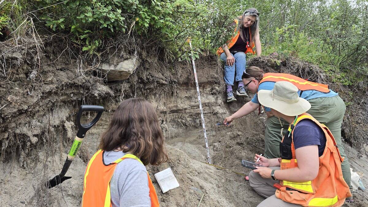 Jessica Larsen, sitting, overlooks a group of students collecting White River ash from a roadside outcrop east of Koidern in the Yukon on July 21, 2024. The ash is from an eruption of Alaska’s Mount Churchill about 1,200 years ago. (Photo by Florian Hofmann)