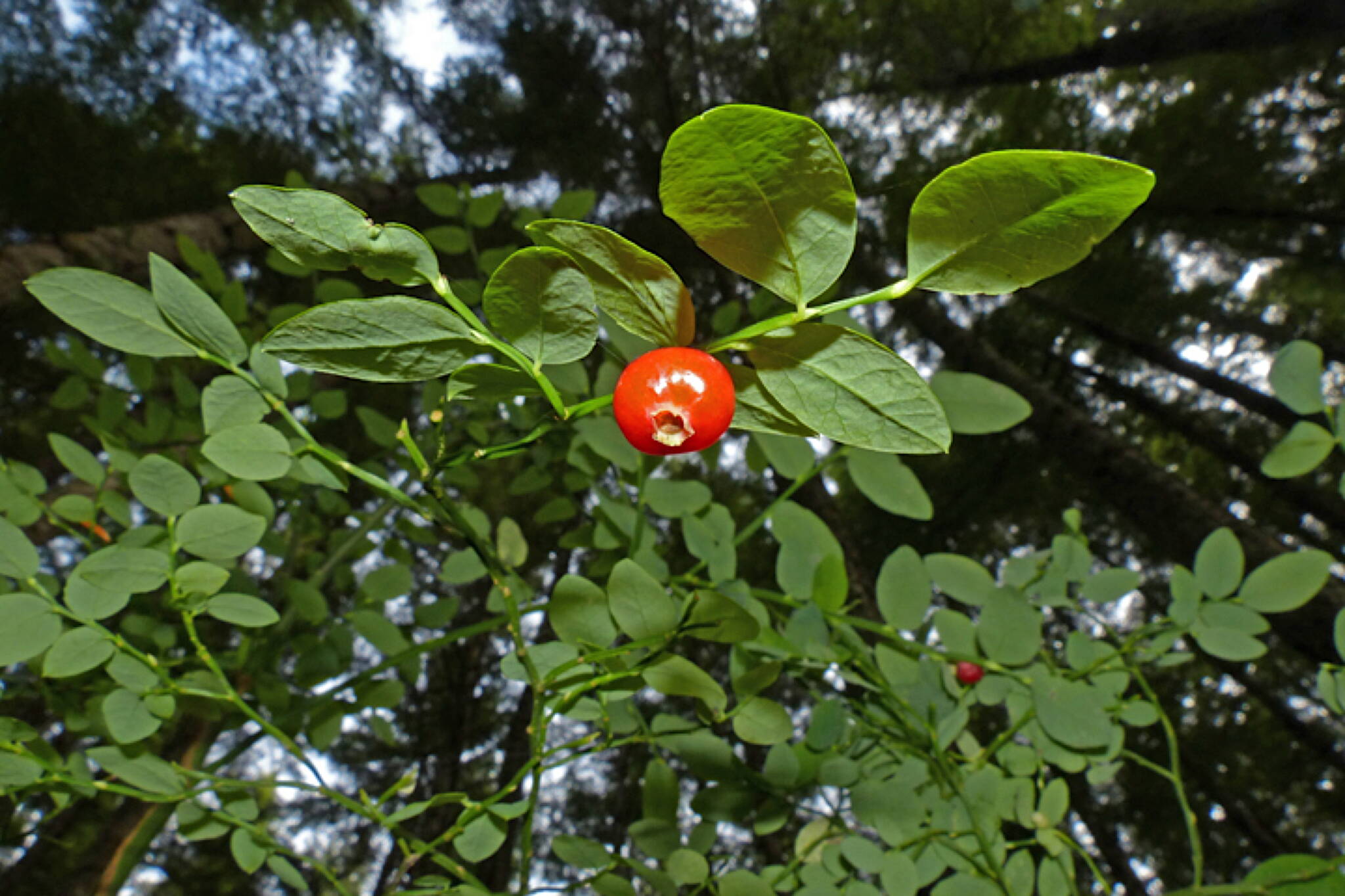 Twigs of red huckleberry are green all year, but brighter in summer than winter. (Photo by Bob Armstrong)