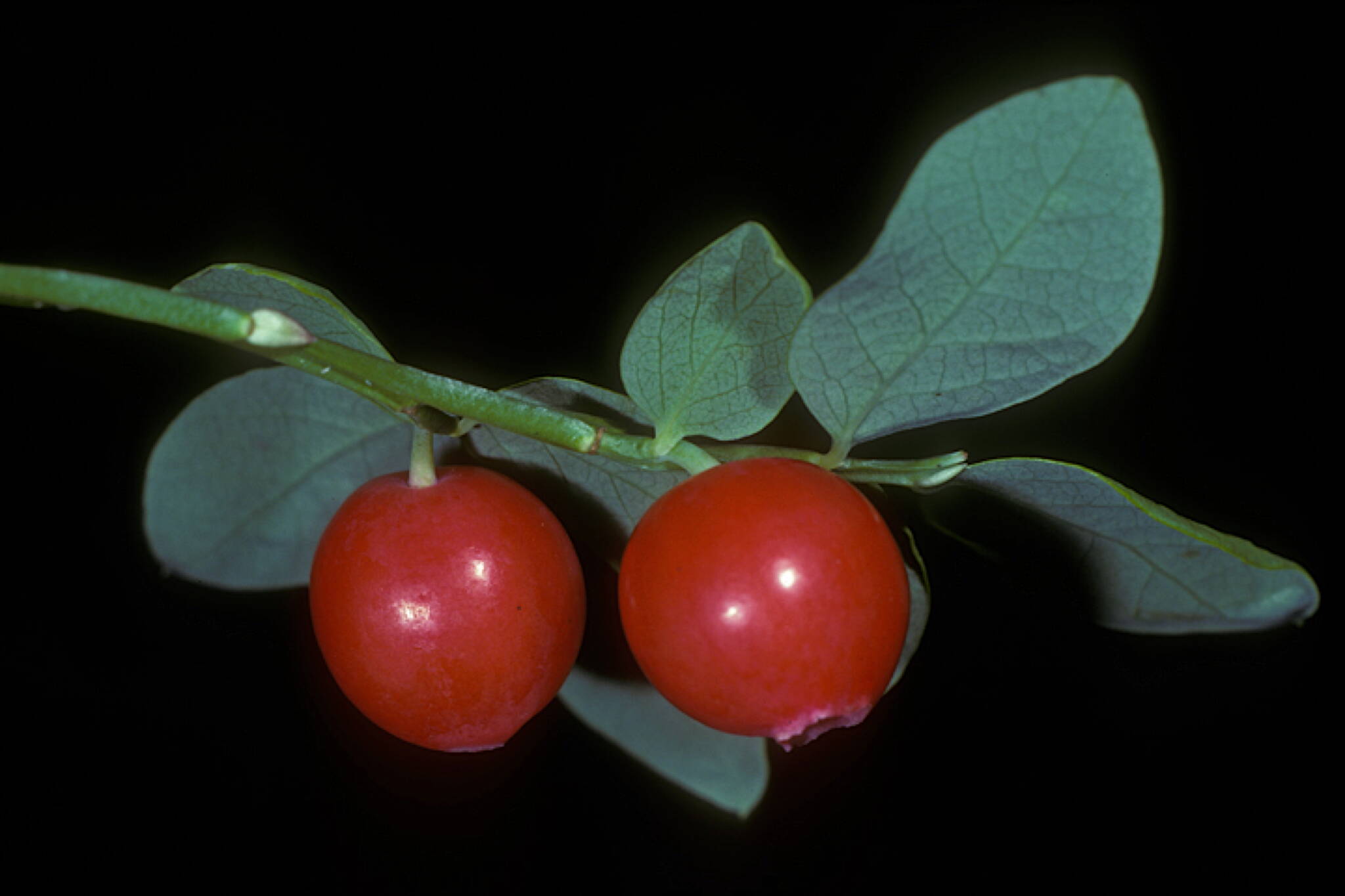 Red huckleberries, seen up close. (Photo by Bob Armstrong)