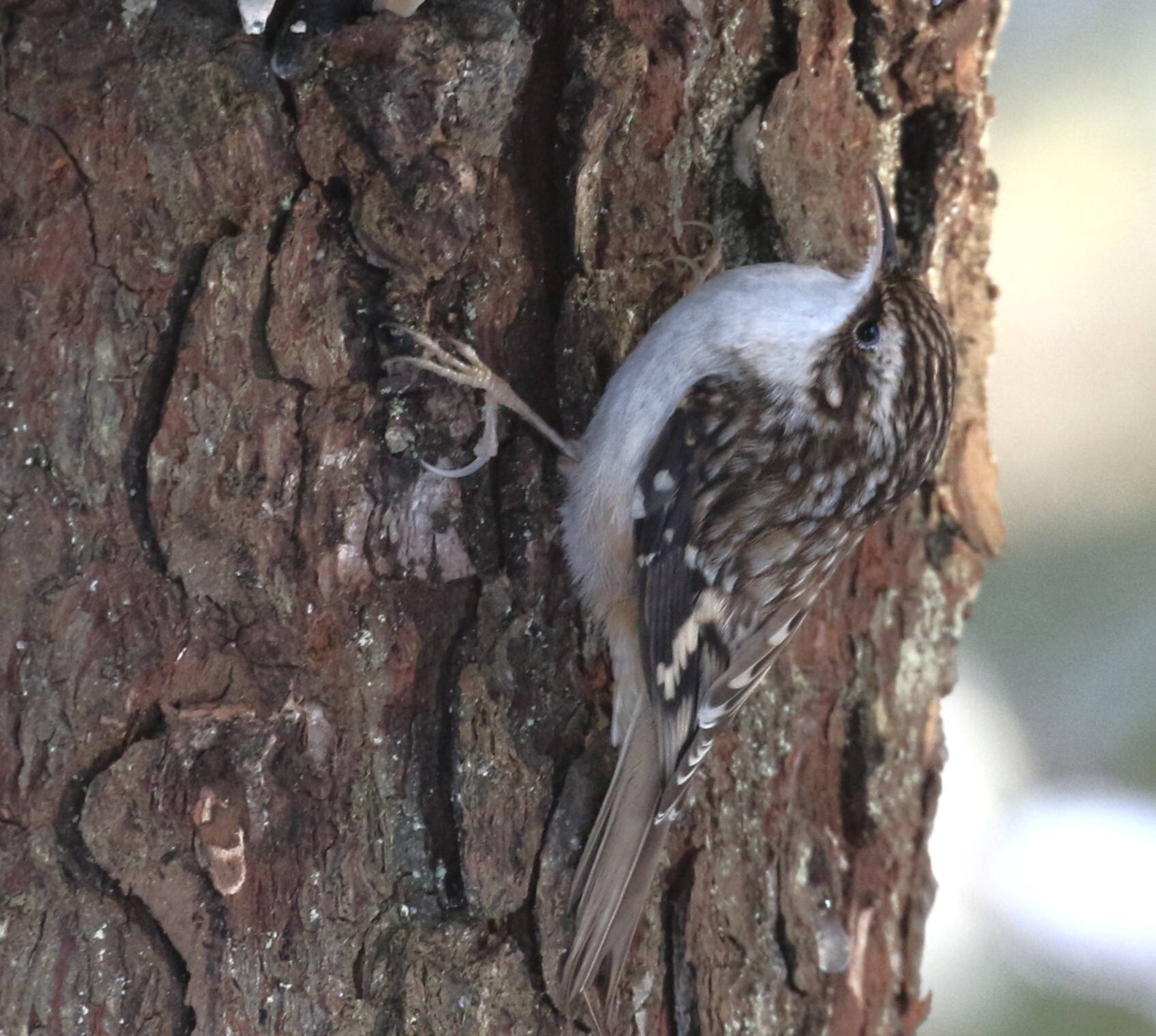 Brown creepers forage over the rough bark and often nest behind flaps of loose bark. (Photo by Linda Shaw)