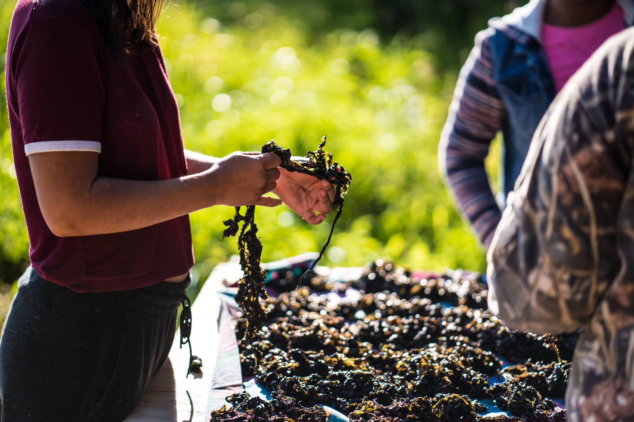 Guided by generations of traditional knowledge, Indigenous harvesters carefully dry black seaweed along the shoreline, demonstrating how cultural values and sustainable practices ensure these vital marine resources thrive for future generations. (Photo by Bethany Goodrich)