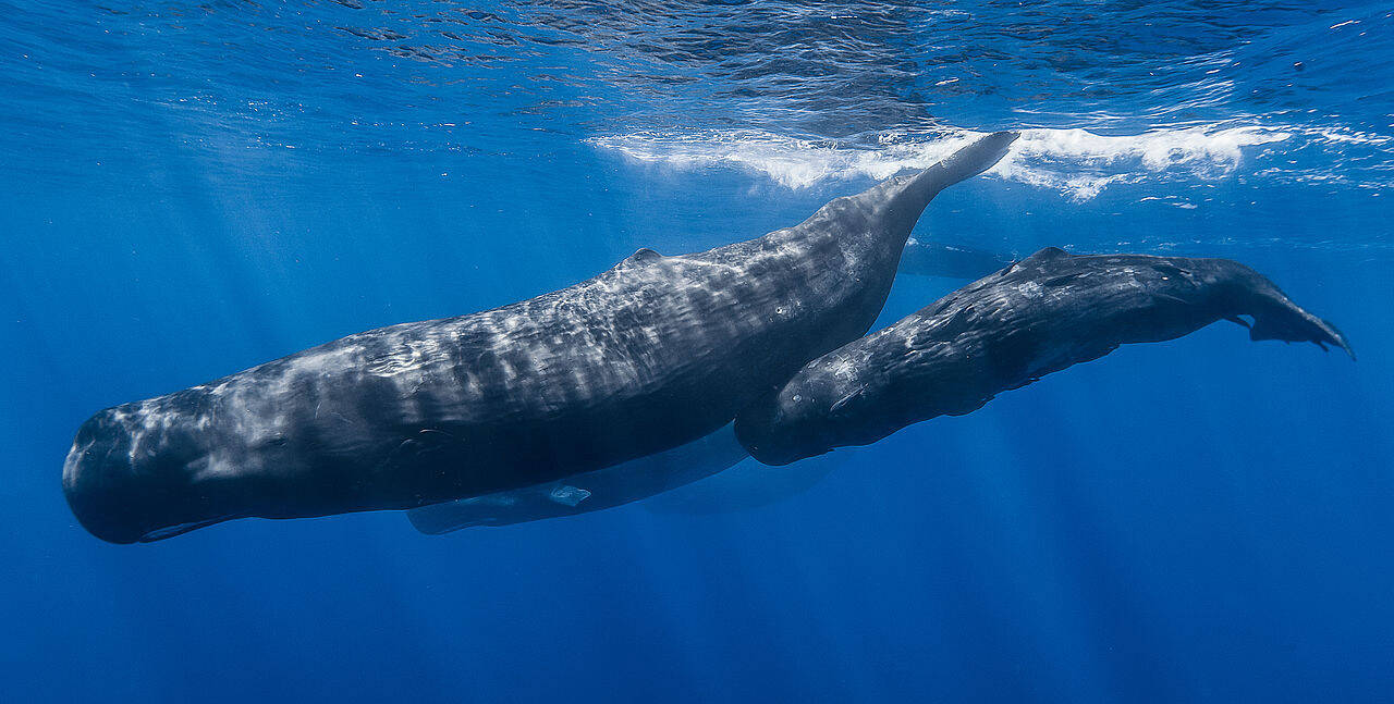 A mother and baby sperm whale swim together in a photo taken in 2013. (Photo by Gabriel Barathieu, under a Creative Commons license)